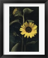 preframed
