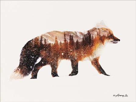 Arctic Red Fox by Andreas Lie art print