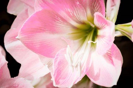 Soft Petals by Anna Coppel art print