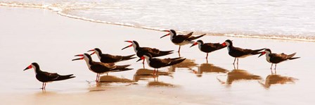 Black Skimmers II by Kathy Mansfield art print