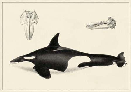 Antique Whale Study I art print