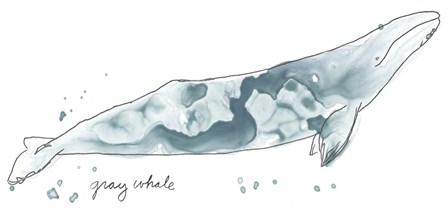 Cetacea Gray Whale by June Erica Vess art print