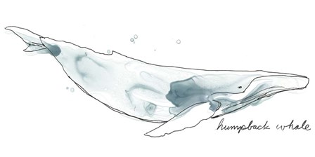Cetacea Humpback by June Erica Vess art print