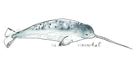 Cetacea Narwhal by June Erica Vess art print