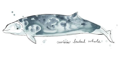 Cetacea Cuviers Beaked Whale by June Erica Vess art print