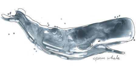 Cetacea Sperm Whale by June Erica Vess art print