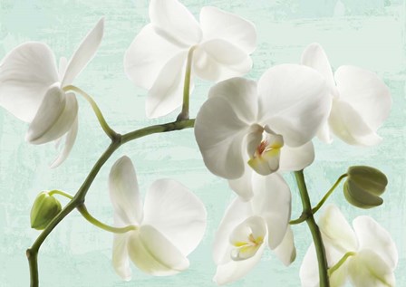 Celadon Orchids by Jenny Thomlinson art print
