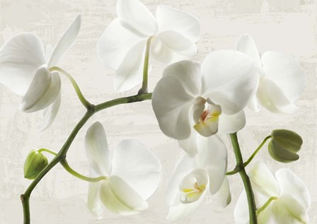 Ivory Orchids by Jenny Thomlinson art print