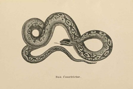 Vintage Boa Constrictor by Wild Apple Portfolio art print