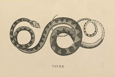 Vintage Viper by Wild Apple Portfolio art print