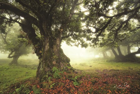 Light from Behind by Martin Podt art print