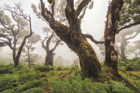 In the Ferns by Martin Podt art print