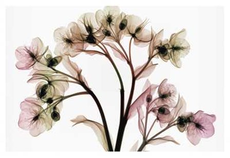 Hellebore 2 by Steven N. Meyers art print