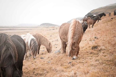 Horses of Hofn II by Laura Marshall art print