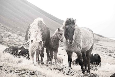 Horses of Hofn I BW by Laura Marshall art print