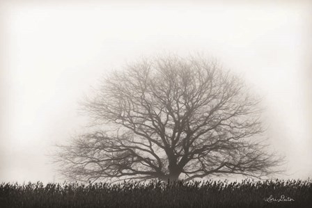 Foggy Old Tree by Lori Deiter art print