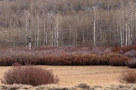 Steens Mountain Meadow by Larry McFerrin art print