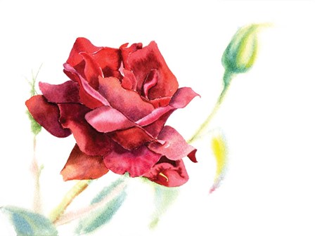 Red Rose by Olga Shefranov art print