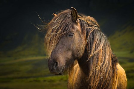 Born To Be Wild by Anne Schneidersmann art print