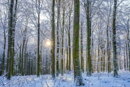 Frosty Forest by Anne Schneidersmann art print