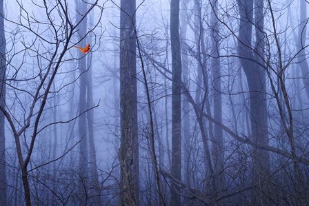 Red Cardinal in a Blue Forest by Dale O’Dell art print