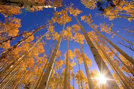 Winter Aspens by Dale O’Dell art print