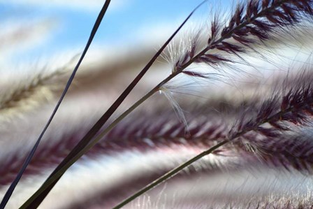 Grasses No. 8 by Ulpi Gonzalez art print