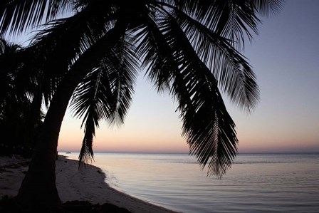 Palm Tree Sunset by Brent Anderson art print