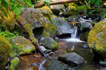 Mossy Stream by Michael Broom art print