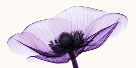 Anemone II by Robert Coop art print