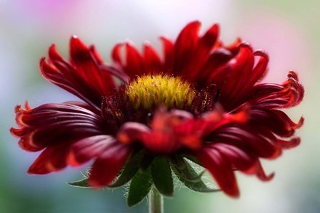 Flame by Mandy Disher art print