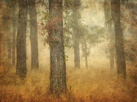 Oak Grove in Fog by William Guion art print