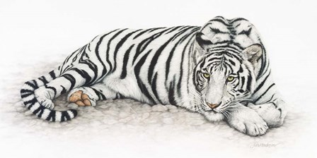 Siberian Tiger by Jan Henderson art print