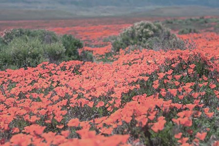 California Blooms II by Elizabeth Urquhart art print