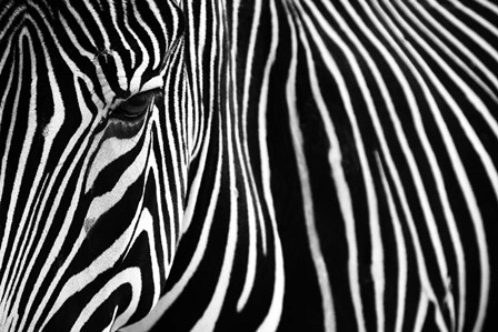 Zebra in Lisbon Zoo by Andy Mumford art print