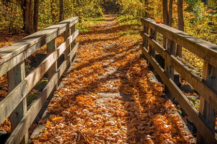 Fall On The Footbridge by Tim Oldford art print