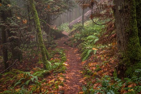 Forest Stroll by Tim Oldford art print