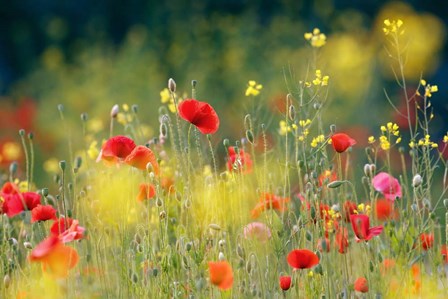 Just a Perfect Day by Roeselien Raimond art print