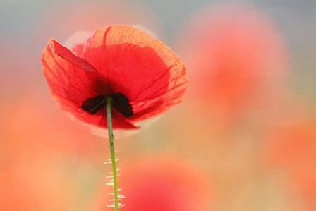 Poppy Dream by Roeselien Raimond art print