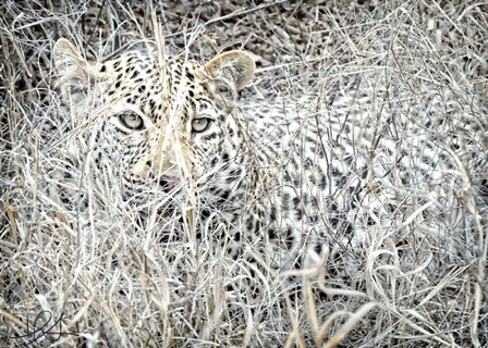 Leopard by Helene Sobol art print