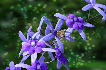 Bee and Purple Flowers by Don Spears art print