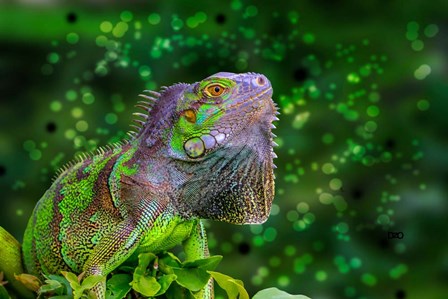 Green Iguana by Don Spears art print