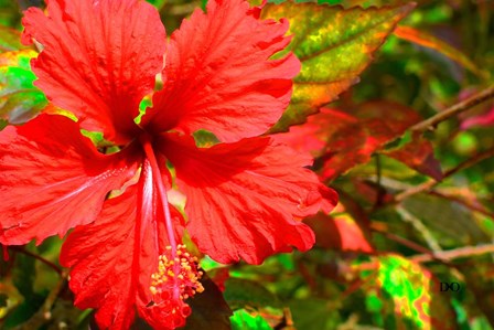 Red Hibiscus by Don Spears art print