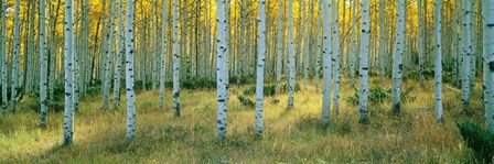 Aspens, Ashley by Alain Thomas art print