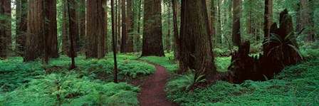 Redwoods Path by Alain Thomas art print