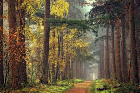 Colors of the Forest by Lars Van De Goor art print