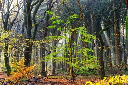 Colors of the Forest IV by Lars Van De Goor art print