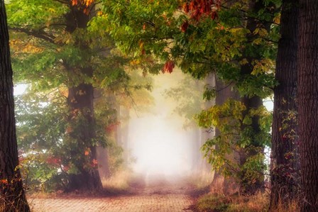 Fall Colors by Lars Van De Goor art print