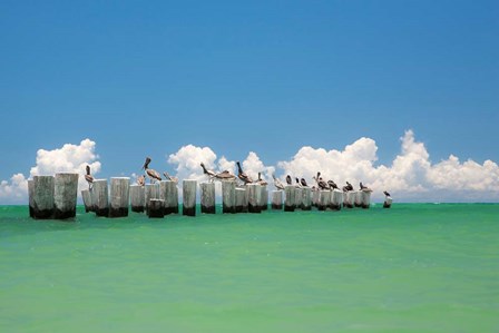 Gull Conference by Verne Varona art print