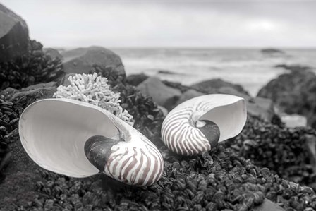 Crescent Beach Shells 2 by Alan Blaustein art print